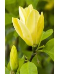 Магнолия гибридная Дафни | Magnolia hybrid Daphne | Магнолія гібридна Дафні